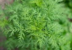 Artemisia annua - die Lösung bei viralen Infekten? | Vitaminplus